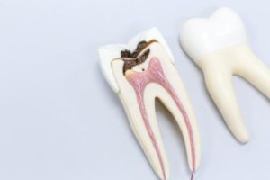 tooth anatomy and dental referrals